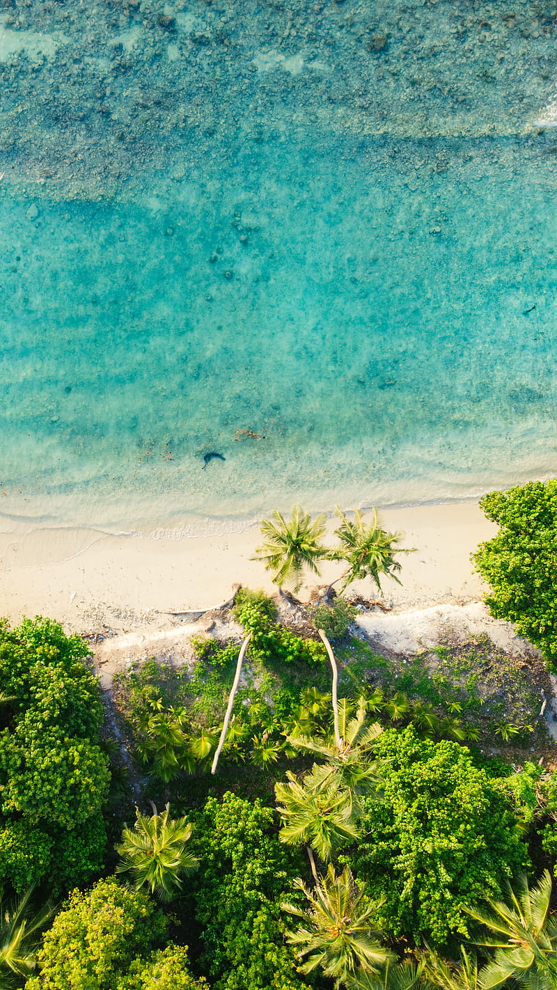 tropical beach , bird eye, blue, calm, cool, ecstasy, jungle, palm, sea, seefromthesky, HD phone wallpaper
