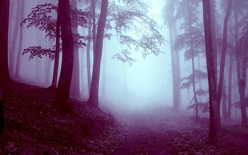 FOGGY FOREST, creepy, EU, dark, trees, orest, fog, night, HD wallpaper