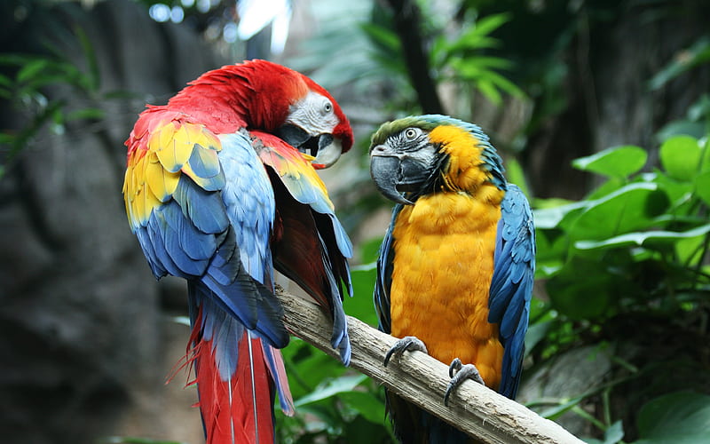 Ara, close-up, parrots, birds, wallpaper Peakpx