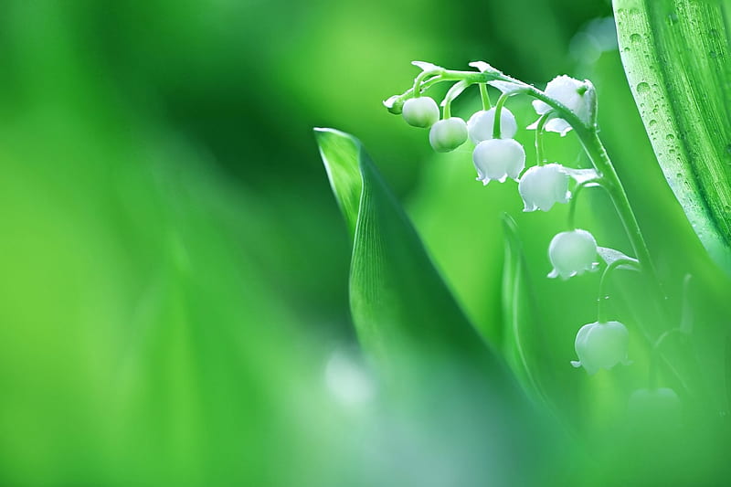 Lilly of valley, Leaves, Lilies, Flowers, Green, HD wallpaper