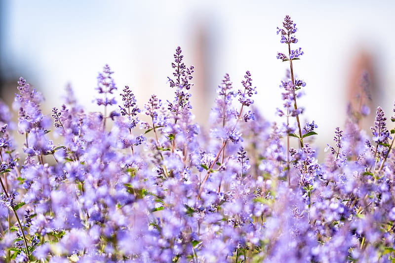 Lavender, flowers, plants, field, purple, HD wallpaper | Peakpx