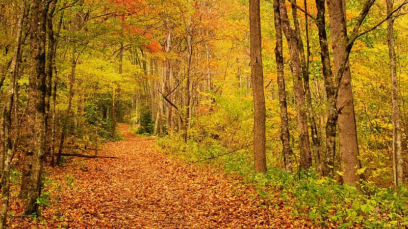 Kephart Prong Trail, Smokey Mountains, North Carolina, leaves, fall, landscape, autumn, trees, colors, road, usa, HD wallpaper