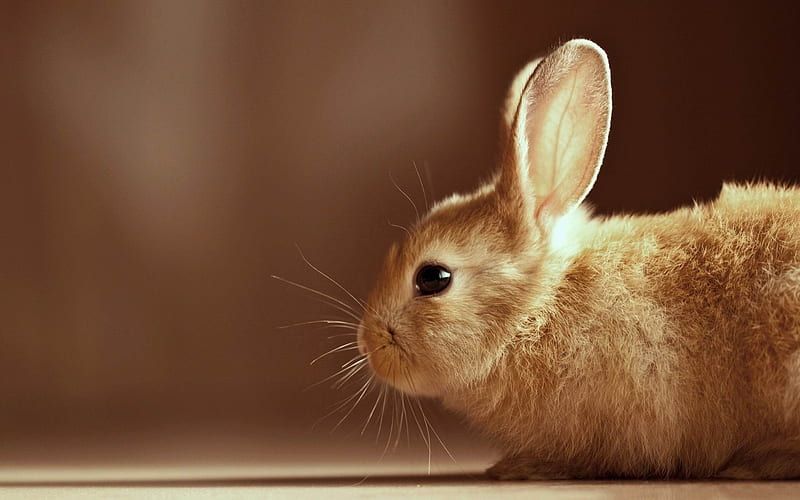 cute rabbit -Animal graphy, HD wallpaper