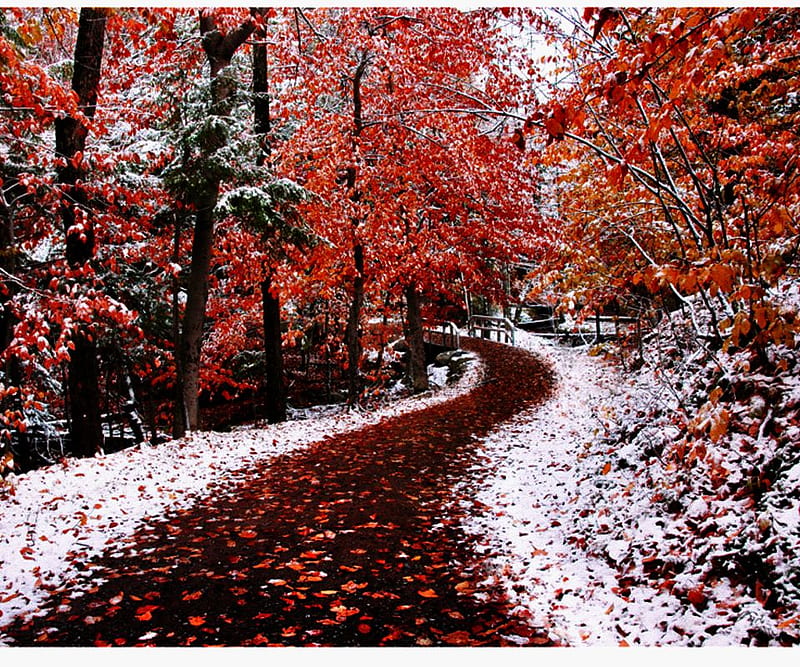 ROAD FROM AUTUM TO WINTER, autum, snow, beauty, nature, leafs, winter, HD wallpaper