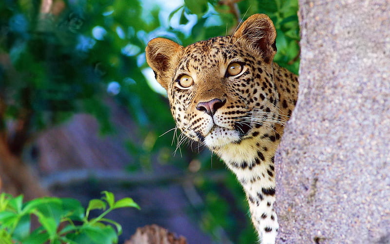 I am here!, wildlife, leopard, feline, animal, HD wallpaper