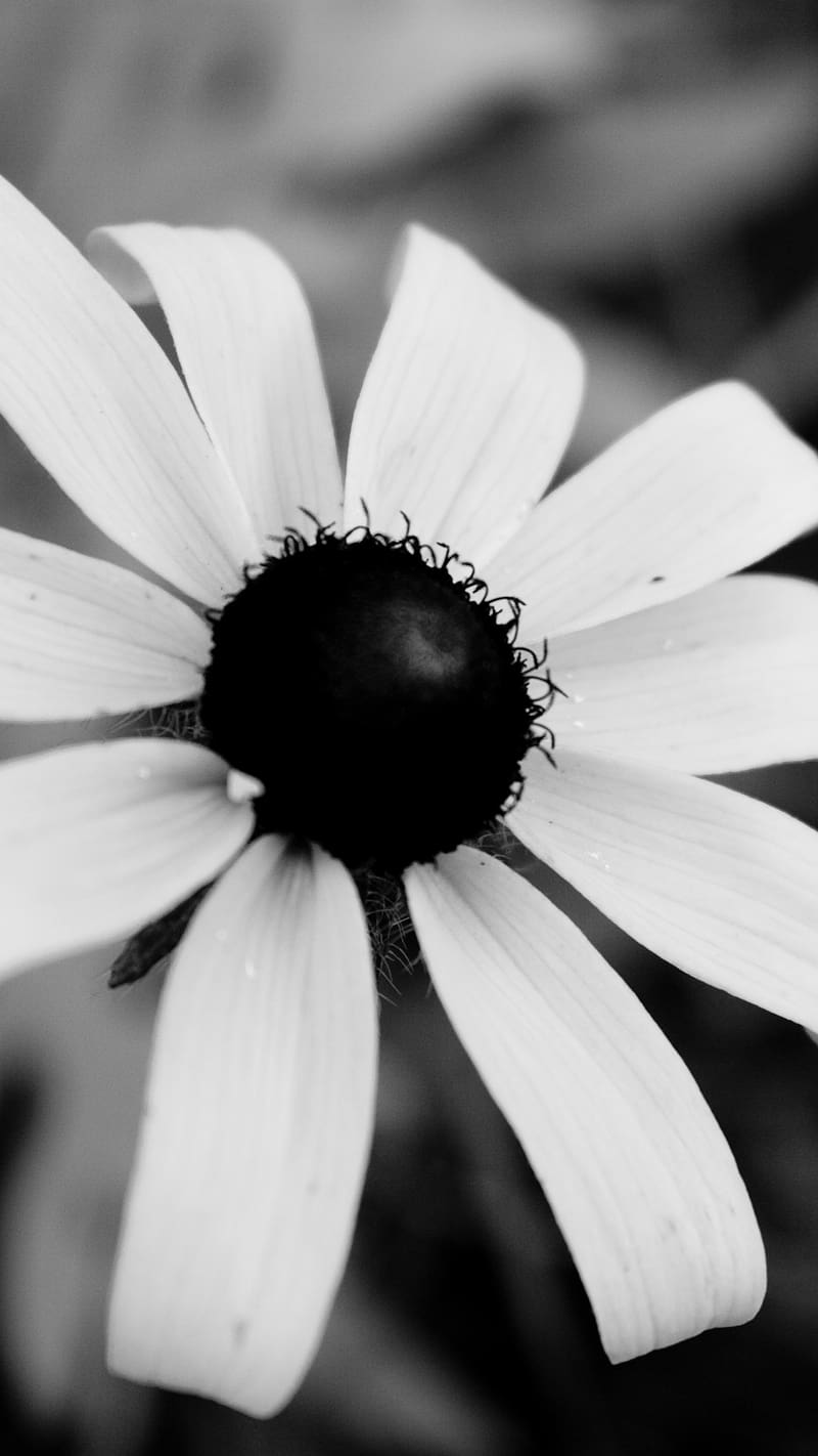 Flores negras con pétalos blancos, flores negras, pétalos blancos, flor,  Fondo de pantalla de teléfono HD | Peakpx
