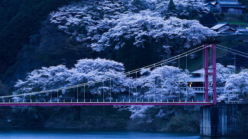 japan, bridge, sakura, night ultrawide monitor background, HD wallpaper