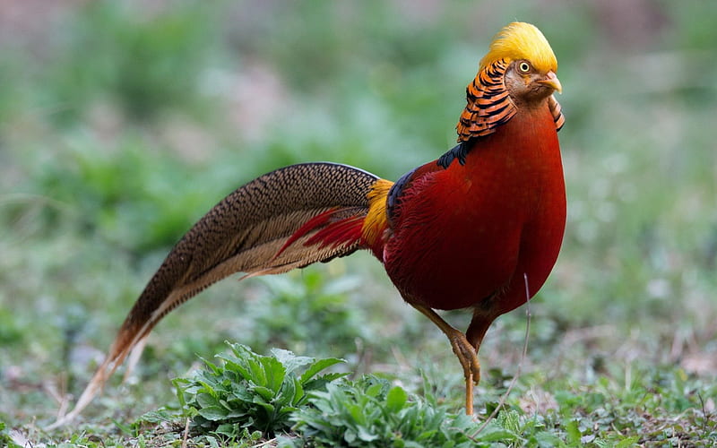 Golden Pheasant, Colors, Feathers, Animals, Pheasants, Birds, HD wallpaper