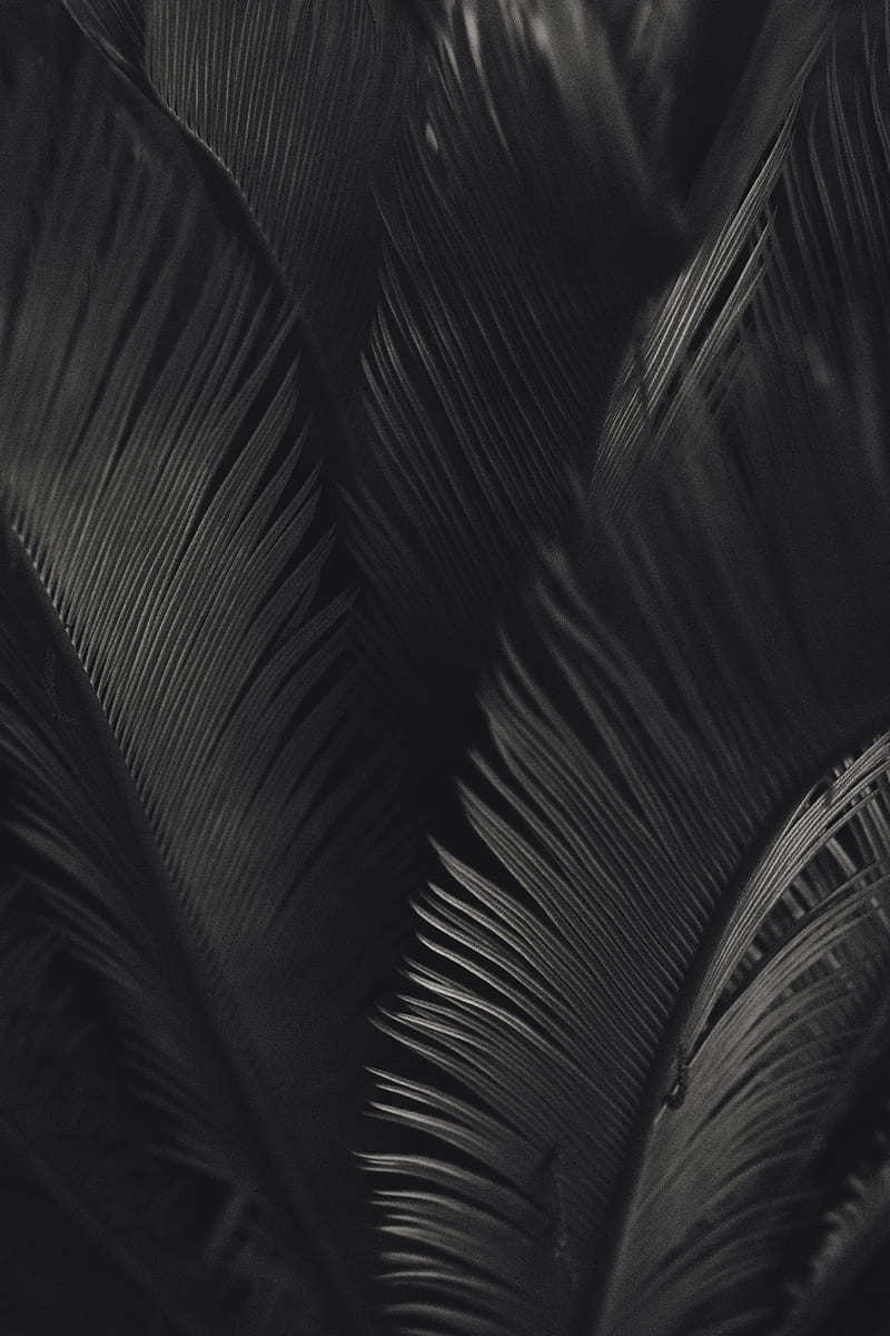 palm, leaves, bw, texture, HD phone wallpaper