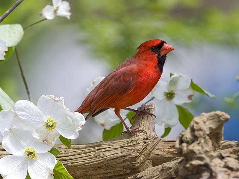 Ala roja, pájaro, flores, pájaro cantor, tocón, cardenal, Fondo de pantalla  HD | Peakpx