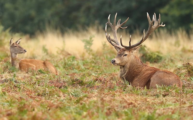 Red Deer Stag and Hind, stag, London, hind, deer, park, HD wallpaper