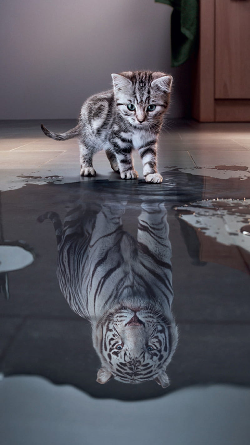 Kitten, cat, tiger, HD phone wallpaper