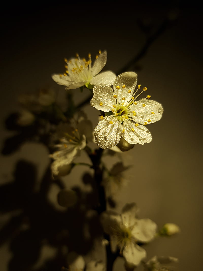Flowers, dark background, dew, drops, flower, night, sepia, spring, HD phone wallpaper