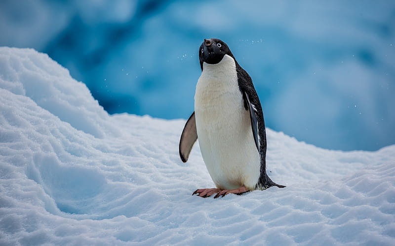 Antarctic continent penguin animal, HD wallpaper
