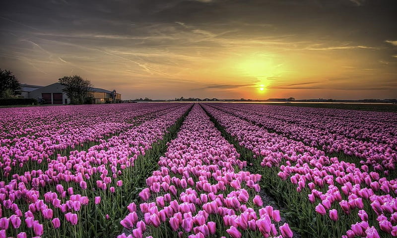 Field of Tulips, sky, field, sun, flowers, nature, tulips, clouds, HD ...