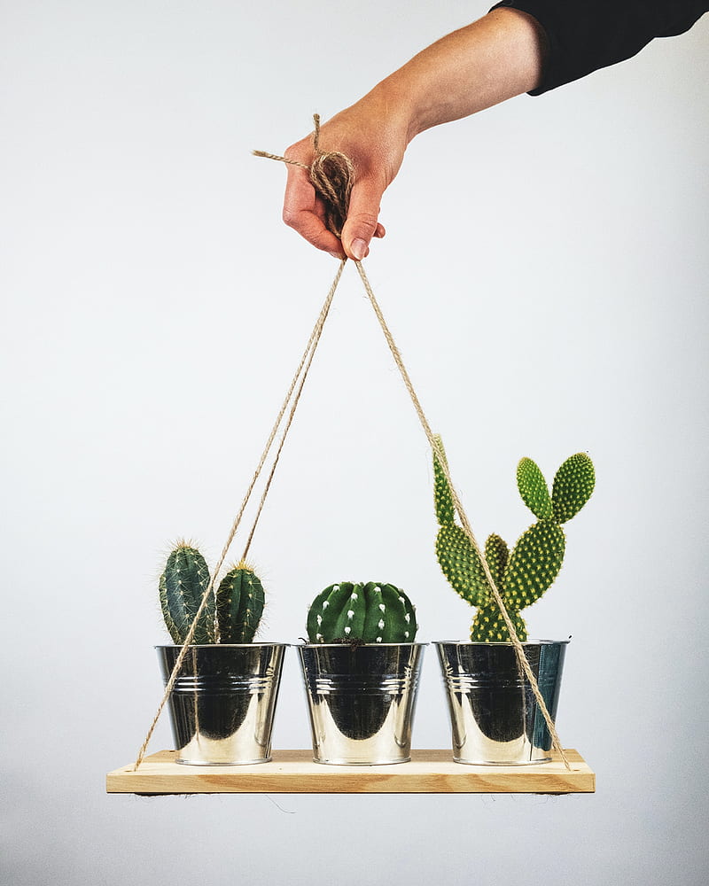 cacti, houseplant, hand, room, HD phone wallpaper