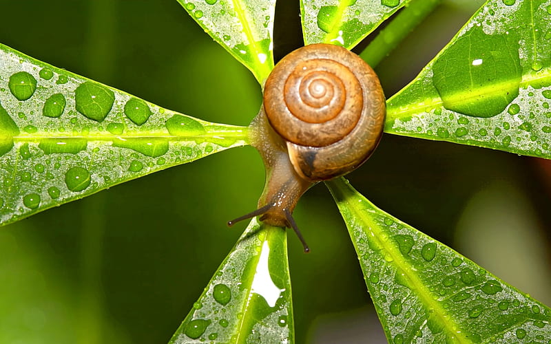 snail, drop, insect, dew, leaf, HD wallpaper