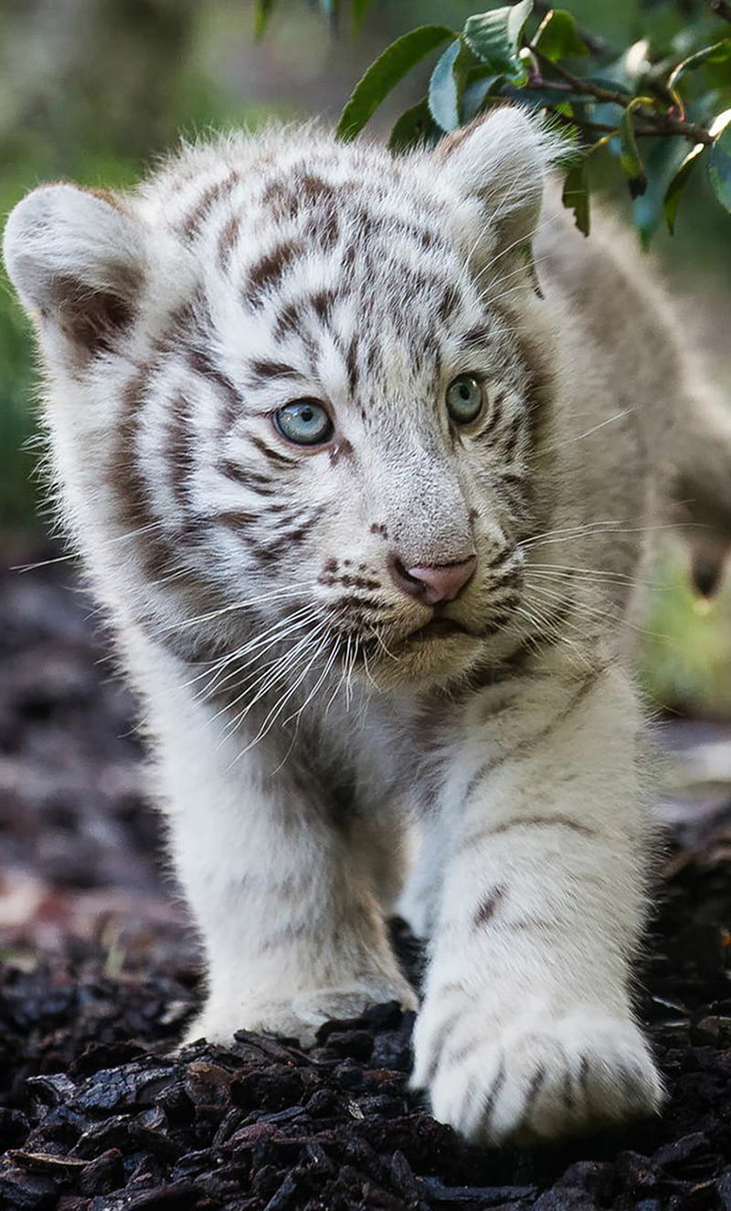 Cute Cub Bengal White Tiger iPhone , , Background, and, White Tiger Cubs, HD phone wallpaper