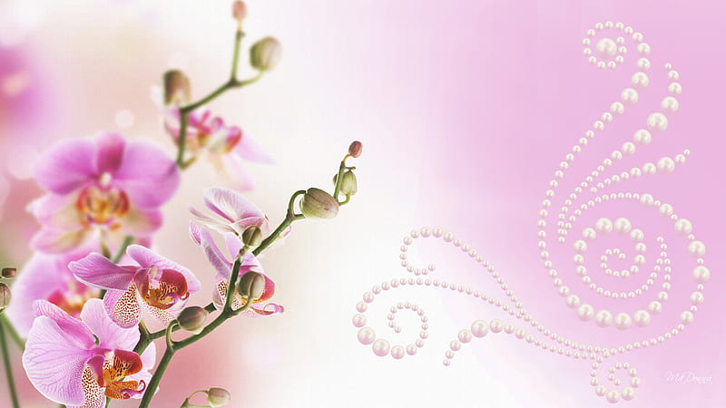 Orchid, exotic, flower, firefox persona, pearls, pink, scroll, HD wallpaper