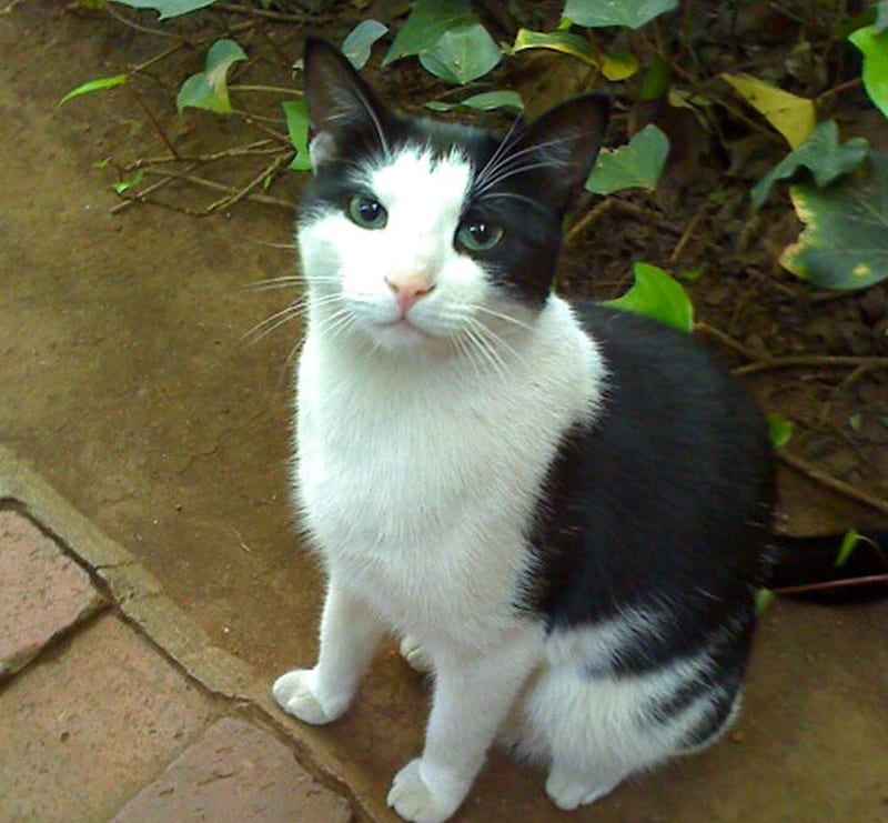 Cat-Fatso, cute, pet, pose, paw, black and white cat, cat, animals, tuxedo cat, HD wallpaper