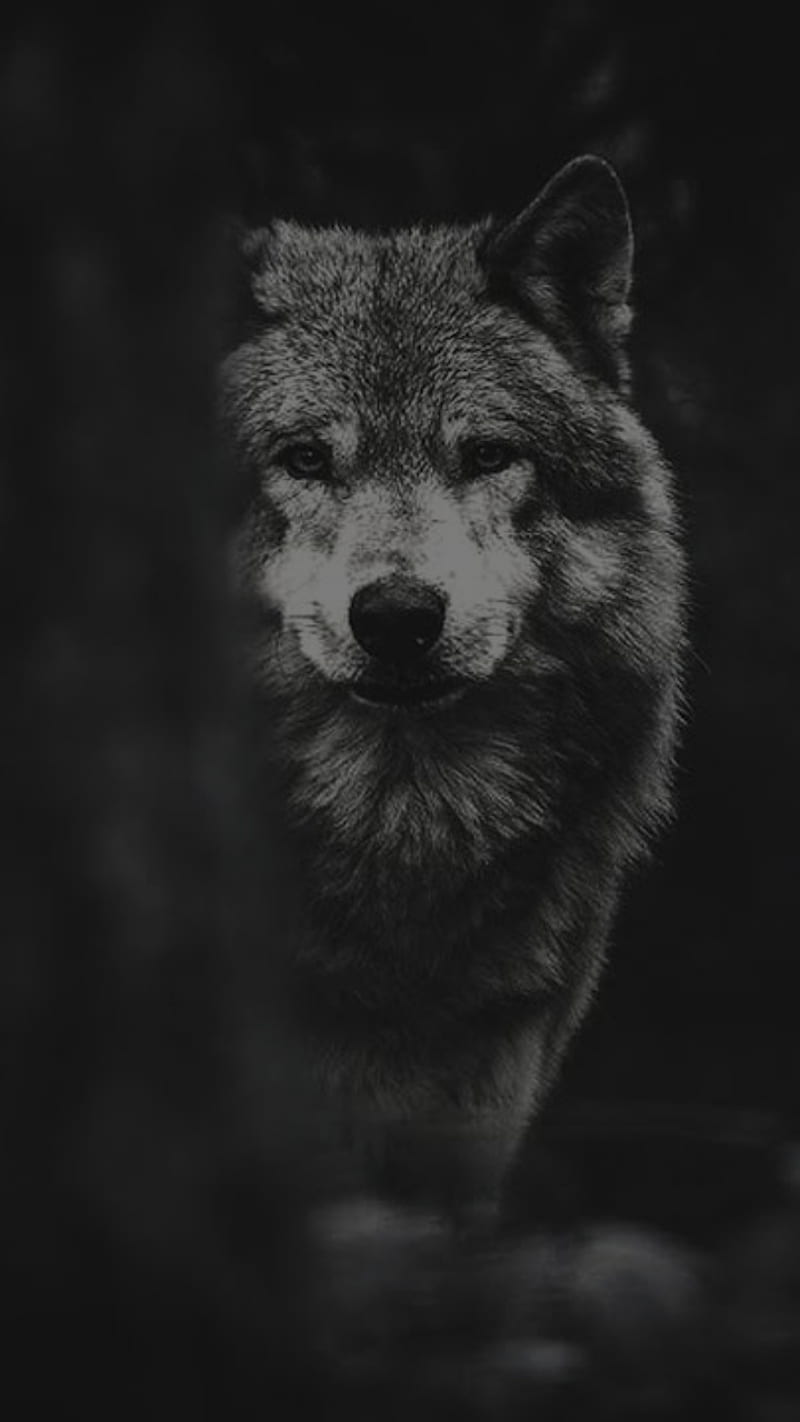 Lobo, forest, pets, wolf, wolves, HD phone wallpaper