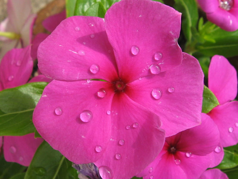 My Vinka, graphy, plant, flower, pot, drops, rain, pink, HD wallpaper