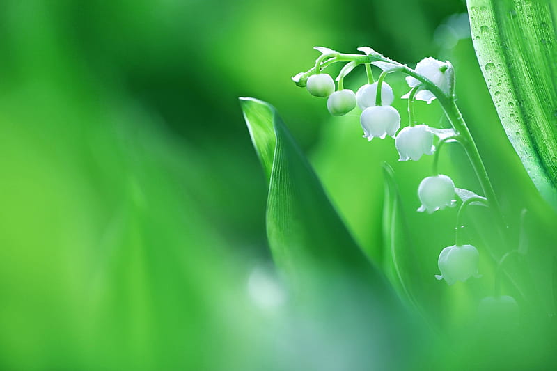 Lily of the valley, Flowers, Spring, Nature, HD wallpaper