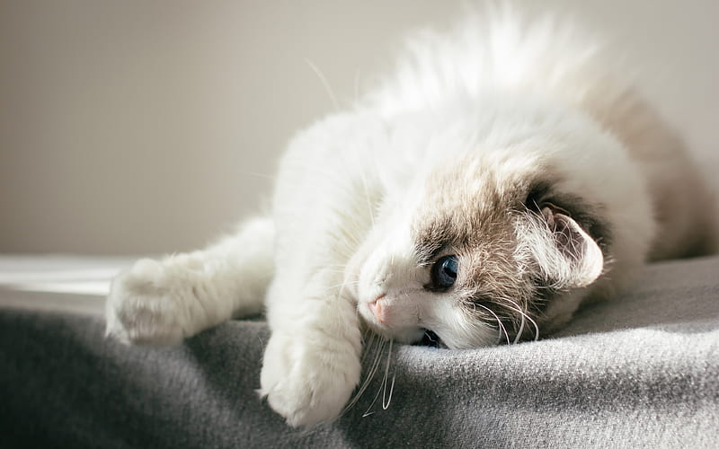 Ragdoll, bokeh, cute cat, pets, cute animals, fluffy cat, cats, Ragdoll Cat, White ragdoll cat, HD wallpaper