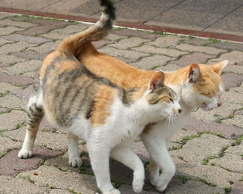 Affectionate cats., cute, love, affection, cat, animal, HD wallpaper