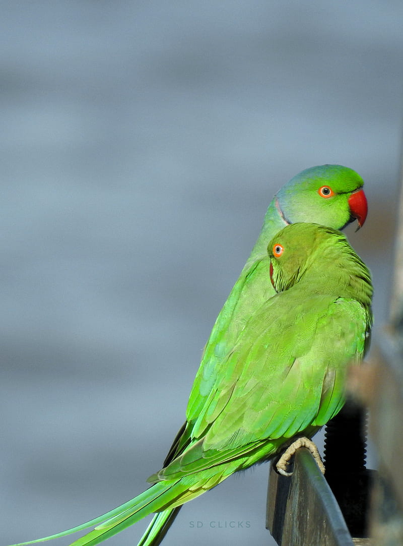 Nose-Ringed parakeet, bird, parrot, sdclicks daroji, HD phone wallpaper