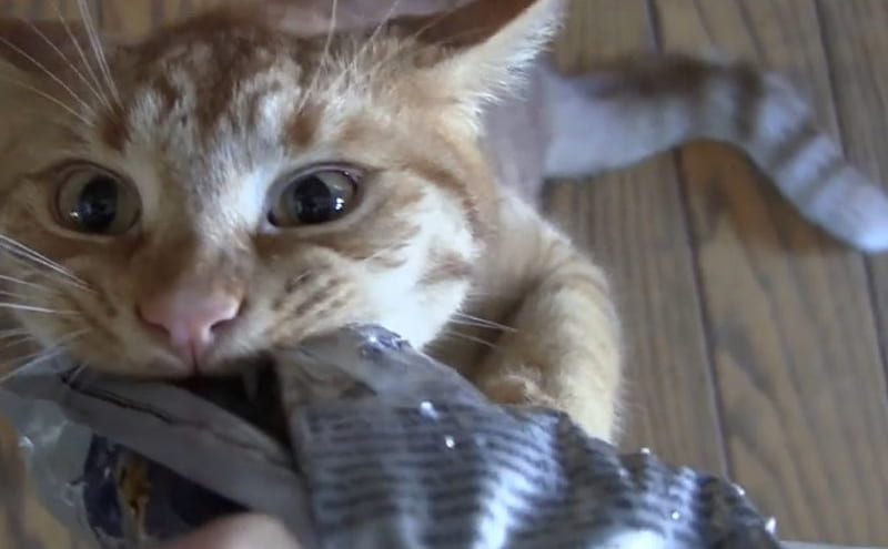 The Cat Treats War, bag, treat, kitty, tugging, HD wallpaper