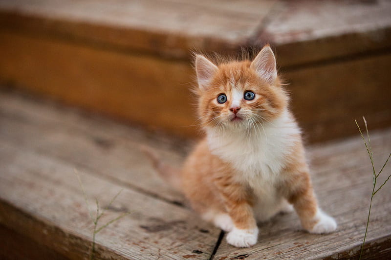 Cute Kitten, kitten, animals, HD wallpaper