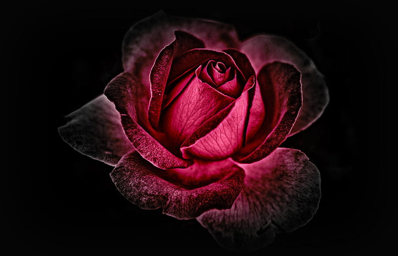 Dark Rose, red, gothic, rose, velvet, dark, flower, HD wallpaper