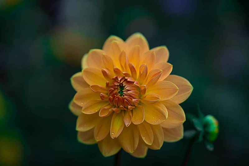Macro Shot Of A Yellow Flower, HD wallpaper