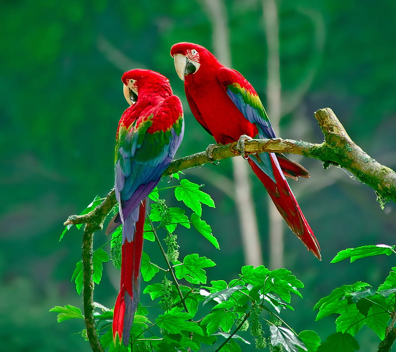Parrots, bird, couple, HD wallpaper