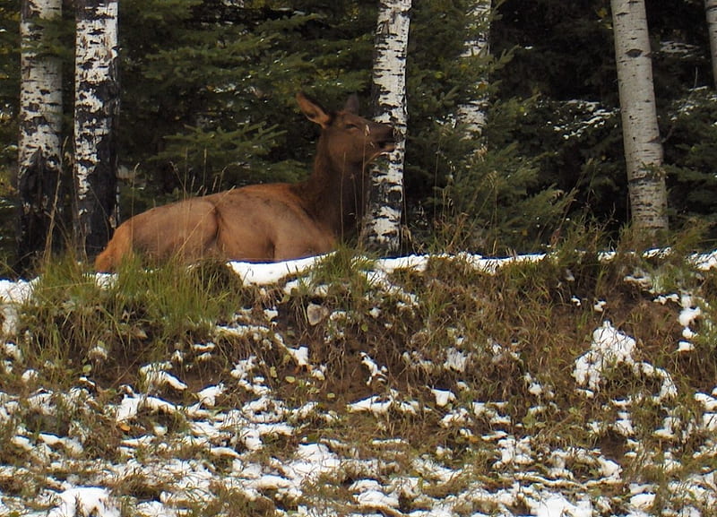 Elk Cow, cow, snow, wildlife, ridge, red deer, Elk, ungulate, HD wallpaper
