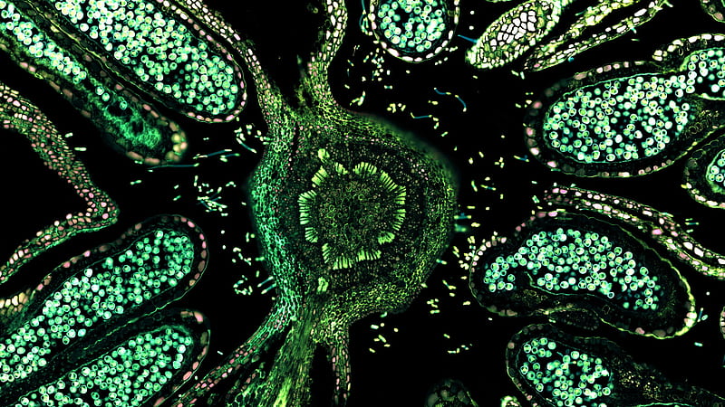 Trippy Cells Biology Green Trippy, HD wallpaper