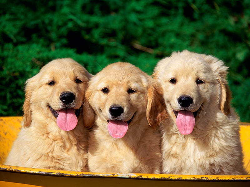 Bath Time! Golden Retriever Puppies, puppies, dr, golden retriever, HD wallpaper
