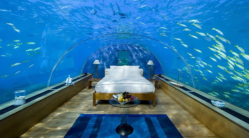 absolutely the best bedroom in the world, shark, tank, water, fish, aquarium, bedroom, bed, HD wallpaper