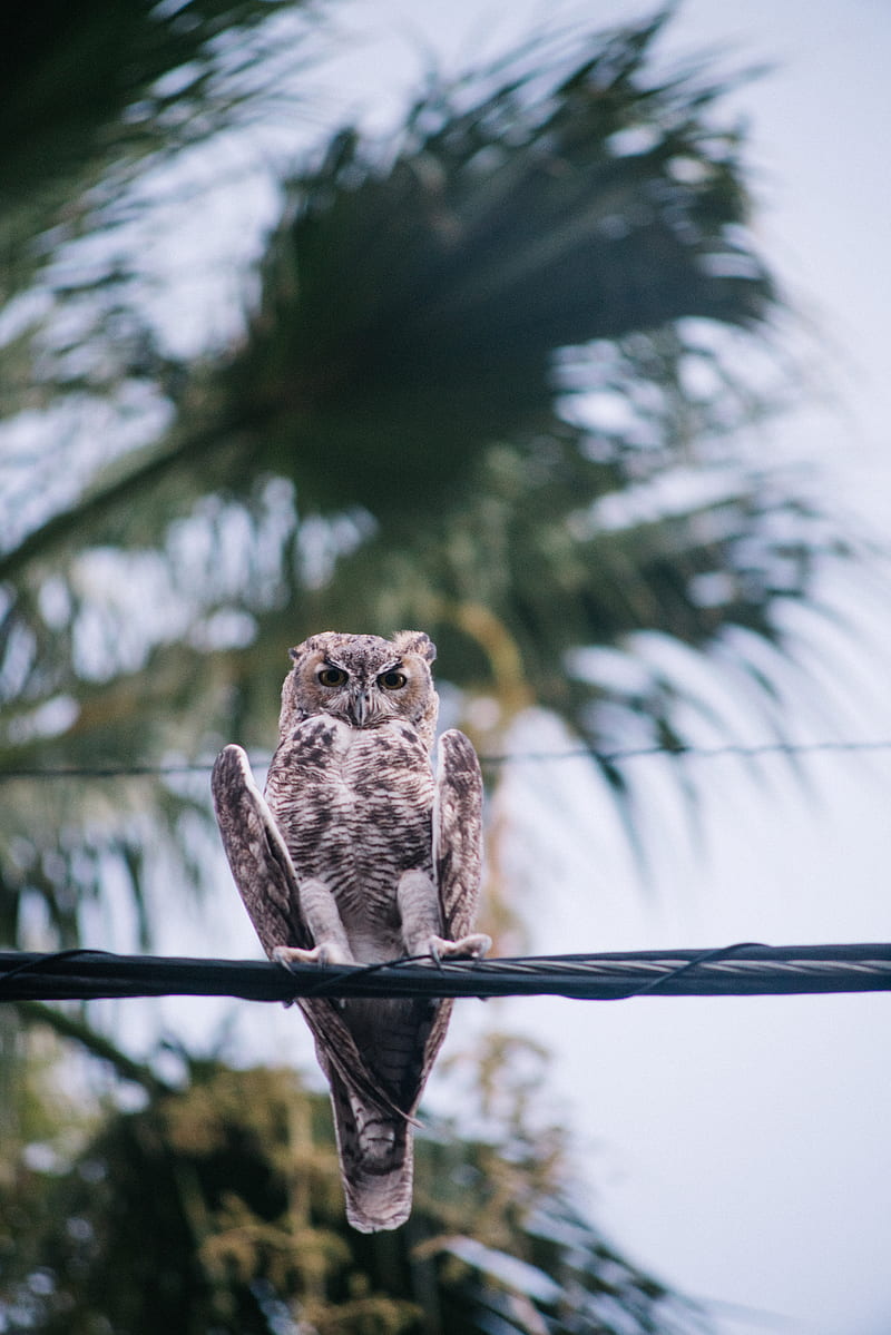 owl, bird, wire, blur, HD phone wallpaper