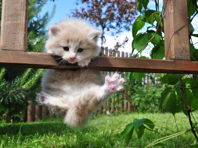 Hanging-On, fence, hanging, cat, kitten, HD wallpaper