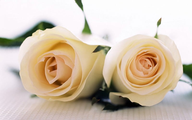 a pair of roses for alexandra, flower, leave, thorn, rose, HD wallpaper