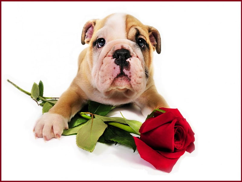Valentine for Roger, red, Bull dog, rose, Valentine, dog, HD wallpaper