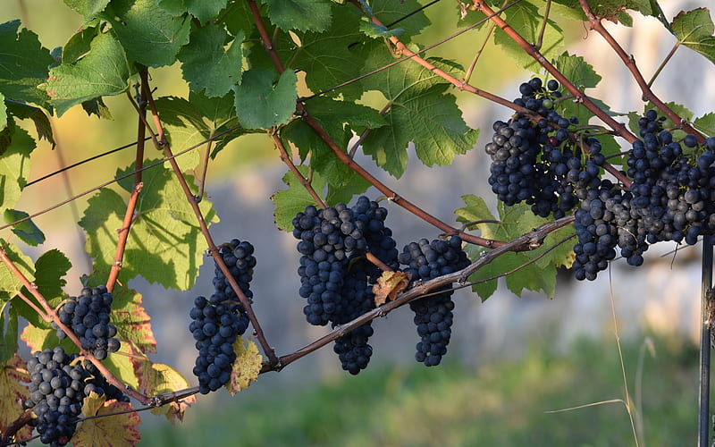 vineyard, bunches of grapes, fruits, grapes, grape harvest, HD wallpaper