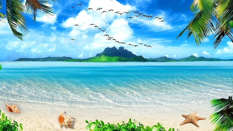 Distant Island, sea shells, birds, sea gulls, trees, sky, clouds, sea, beach, island, HD wallpaper