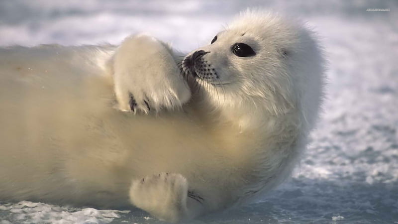 Seal, Pinniped, Marine mammal, Ice, HD wallpaper