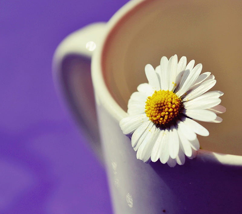 Beautiful Day, flower, cup, nature, white, daisy, HD wallpaper | Peakpx