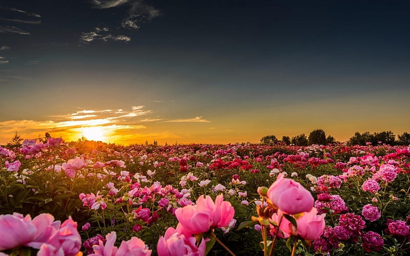 Valley Flowers in Sunset, flowers, nature, sunset, sky, pink, valley, HD  wallpaper | Peakpx