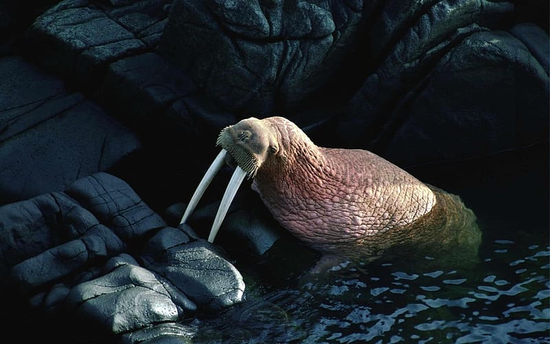 Animal, Walrus, HD wallpaper