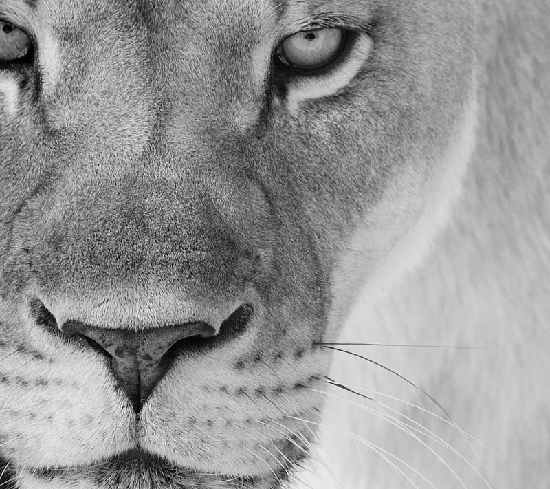 Lioness, black and white, HD wallpaper | Peakpx